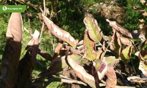 Lá vàng cháy mép là một trong dấu hiệu thiếu Kali ở ổi.