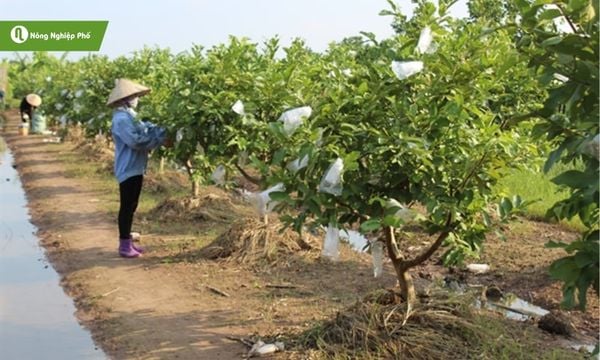 Áp dụng đúng phương pháp bón Kali giúp cây ổi khỏe mạnh và quả ngọt giòn.