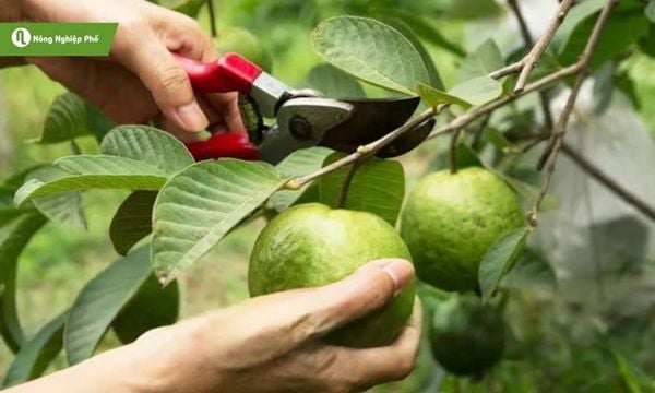 Bón Kali hợp lý kết hợp biện pháp kỹ thuật sẽ nâng cao năng suất và chất lượng trái ổi.