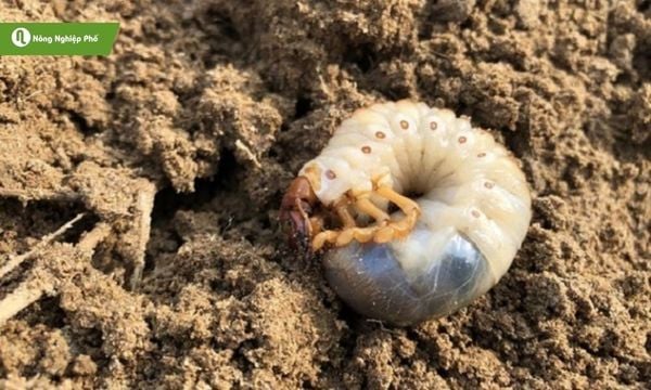 Đặc điểm sùng đất: dáng thân cong chữ C, mềm, màu trắng