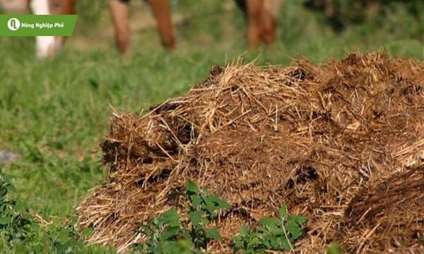 Bón phân tươi chưa xử lý, tạo cơ hội cho sùng đất sinh sôi