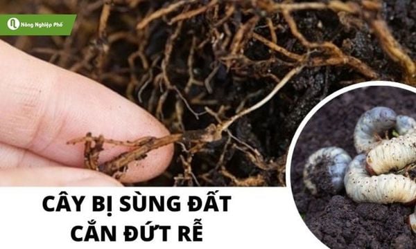 Sùng đắt cắt đứt rễ cây, gây hại nghiêm trọng đối với cây trồng
