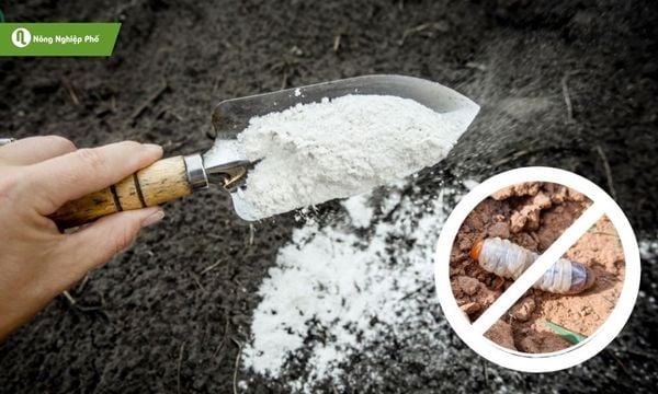 Dùng hoa vôi, tinh bột để diệt sùng đất