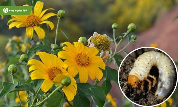Dùng hoa giã quỳ để diệt sùng đất