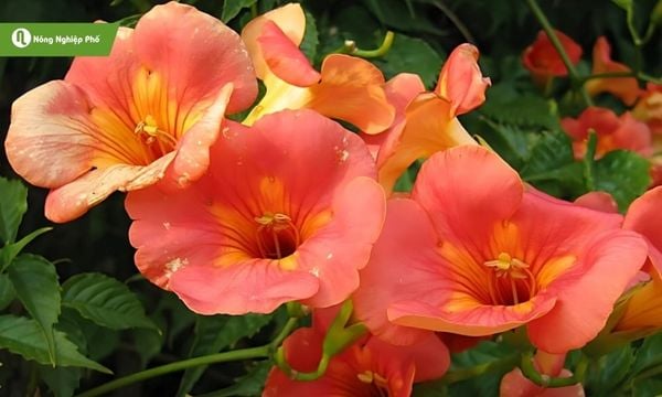 Hoa đăng tiêu là cây leo giàn dễ trồng, ra hoa đẹp quanh năm.