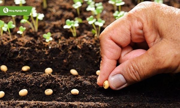 Nhân giống hoa đăng tiêu bằng hạt – bước đầu tiên để có cây con khỏe mạnh.