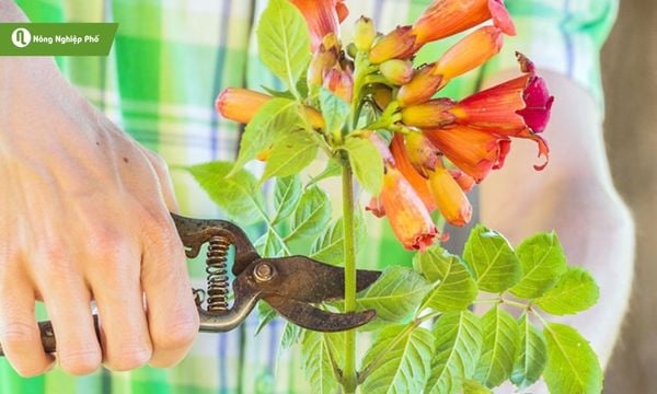 Nhân giống bằng giâm cành giúp cây ra hoa sớm và phát triển khỏe mạnh.