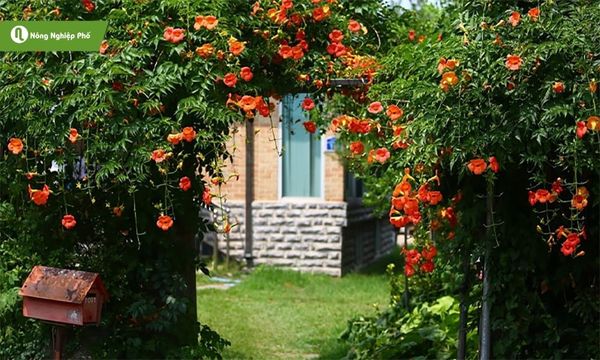 Làm giàn cho hoa đăng tiêu giúp cây bám chắc, tán đều và ra hoa nhiều.