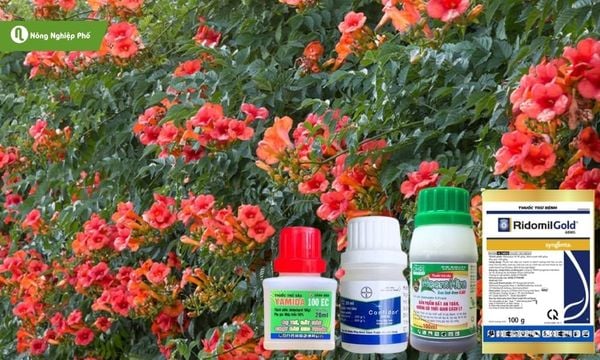 Sử dụng đúng sản phẩm hóa học giúp phòng trừ sâu bệnh hiệu quả.