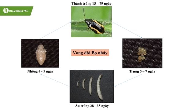 Vòng đời sinh trưởng của bọ nhảy.