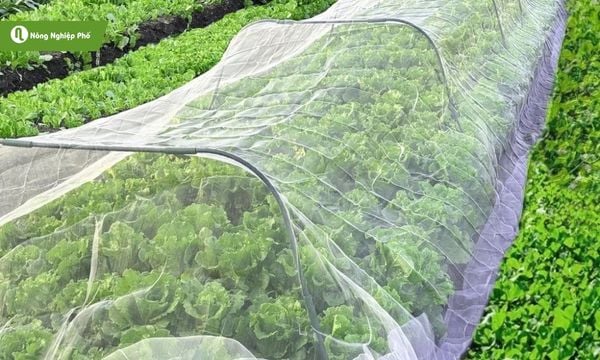 Dùng lưới để bảo vệ rau cải khỏi bọ nhảy.