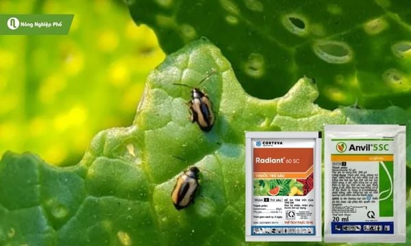 Sử dụng thuốc hóa học đúng cách để kiểm soát bọ nhảy hiệu quả.