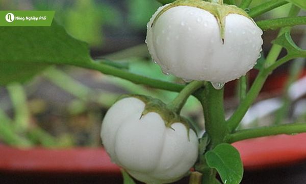 Cà dĩa loại rau quả dân dã vừa giàu dinh dưỡng vừa dễ trồng tại nhà.