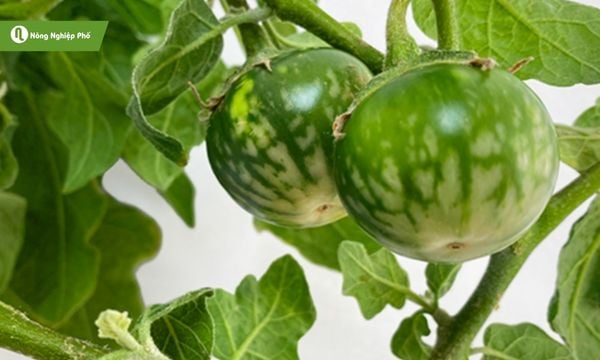 Nắm vững kỹ thuật, cây cà dĩa sẽ xanh tốt và sai quả quanh năm.