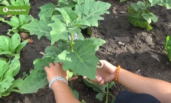 Tưới nước, bón phân hợp lý giúp cây luôn xanh tốt.