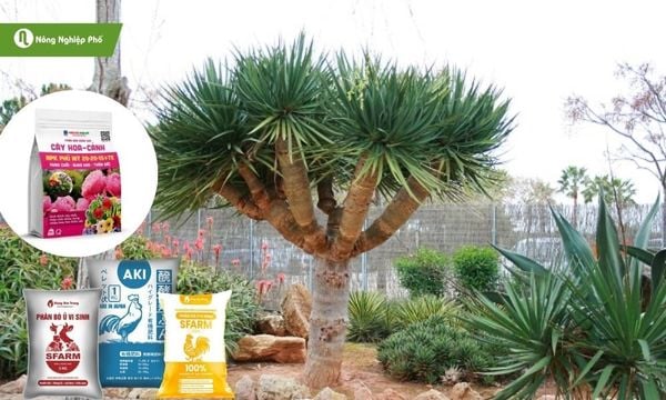 Bón phân đúng cách sẽ giúp cây phát triển tốt