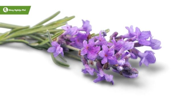 Hoa oải hương – Sắc tím bình yên, mang đến không gian đầy lãng mạn.