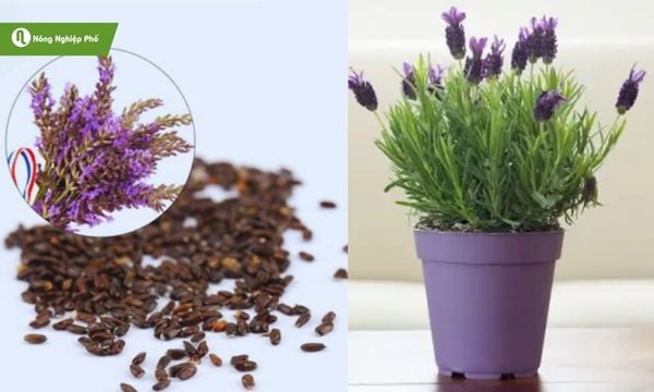 Đất trồng, ánh sáng, giống cây chính là 3 yếu tố quan trọng trước khi gieo trồng.