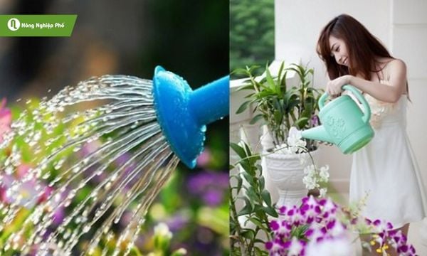 Tưới vừa phải, tránh ngập úng để oải hương luôn khỏe mạnh.