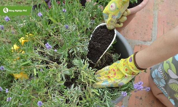 Bón phân hợp lý để oải hương phát triển cân đối, nở hoa rực rỡ.