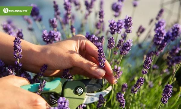 Tỉa cành đúng cách giúp cây thông thoáng và ra nhiều hoa hơn.