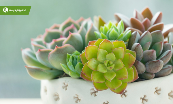 Hướng dẫn cách trồng sen đá từ lá đơn giản tại nhà