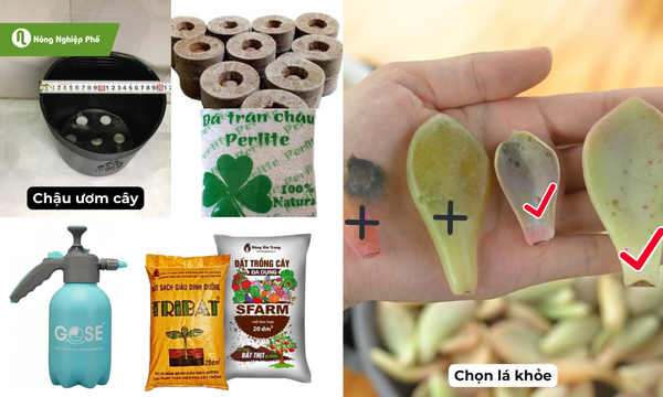 Chuẩn bị nguyên liệu và dụng cụ cần thiết trước khi trồng