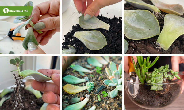 Quy trình trồng sen đá đơn giản tại nhà