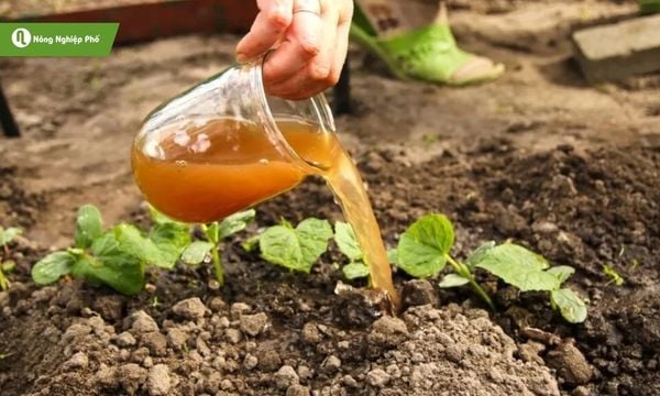 Đạm cá – giải pháp hữu cơ giúp rau xanh mướt quanh năm.