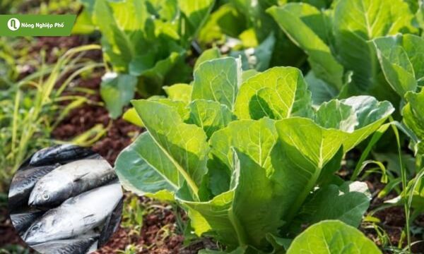 Đạm cá là giải pháp hữu cơ giúp rau phát triển khỏe mạnh và an toàn.