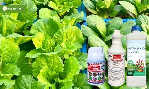Đạm cá dạng dịch dễ pha loãng, tưới trực tiếp, cây hấp thụ nhanh và hiệu quả.