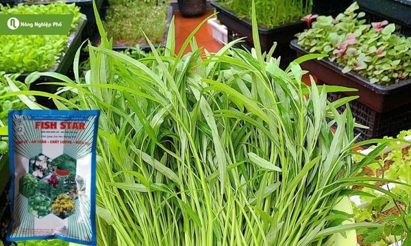 Đạm cá dạng bột dễ bảo quản, bón định lượng chính xác cho rau.