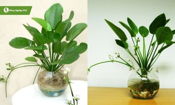 Cây bách thủy tiên trồng nước