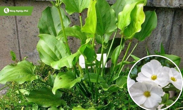 Cây bách thủy tiên trồng đất