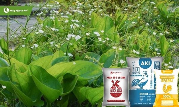 Bón phân hữu cơ cho cây bách thủy tiên