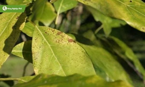 Cây bơ bị vàng lá khi lá đổi màu từ xanh sang vàng rồi rụng.