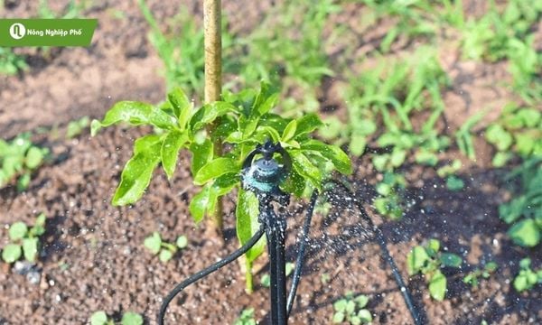 Cân bằng nước tưới, tránh cây bị ngập úng hay khô hạn.