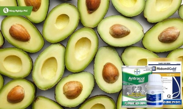 Kết hợp thuốc hóa học và biện pháp sinh học để bảo vệ cây.