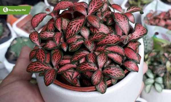 Cây cẩm nhung đỏ