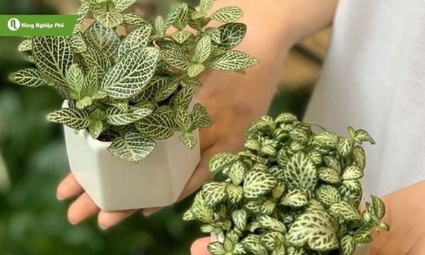 Cây cẩm nhung trắng