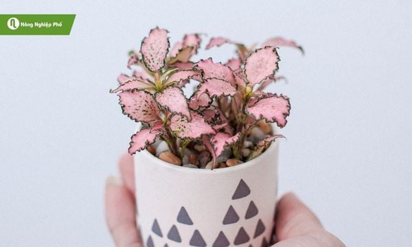 Cây cẩm nhung hồng