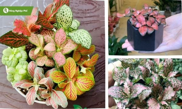 Ngoài các loại phổ biến, còn có nhiều giống cây cẩm nhung lai với màu sắc đa dạng khác