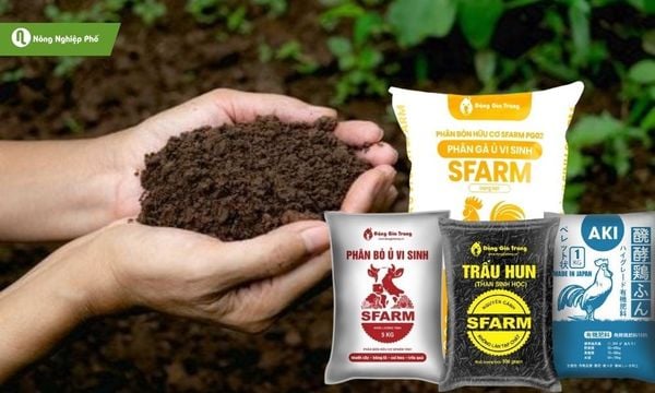 Dùng hỗn hợp đất thịt + phân hữu cơ + trấu hun để cây có thể phát triển tốt