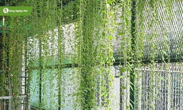 Cây cúc tần Ấn Độ dạng thân leo, mang vẻ đẹp mềm mại