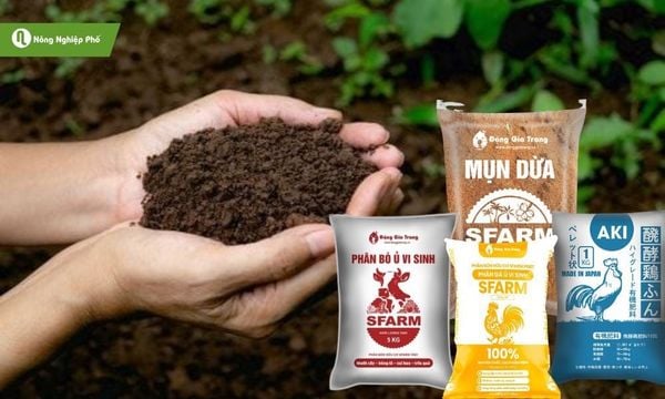 Trộn đất thịt với phân hữu cơ hoặc mụn dừa để cải thiện cấu trúc đất