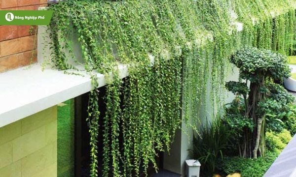 Cây cúc tần Ấn Độ&nbsp; trang trí ban công, sân thượng cho không gian trở nên xanh mát