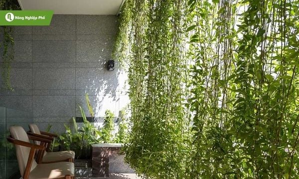 Cúc tần Ấn Độ có thể tạo thành hàng rào xanh, giúp chắn bụi