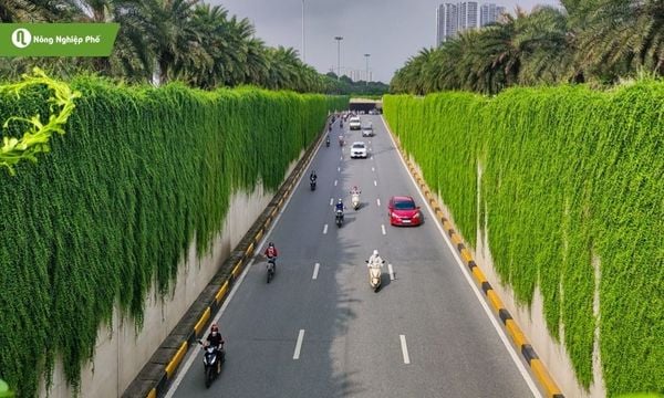 Cúc tần Ấn Độ tạo mảng xanh đô thị