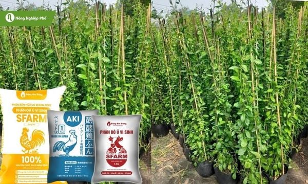 Bón phân hữu cơ để cây cúc tần Ấn Độ phát triển tốt