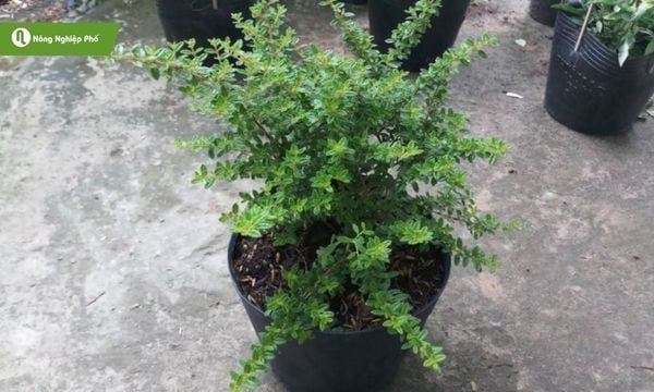 Cây hàm hương là cây thân gỗ nhỏ, cao 0,5–2m, phân cành nhiều, dễ tạo tán.